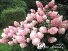 Hortenzija šluotelinė ,Sundae Fraise / Rensun' (lot. Hydrangea paniculata)